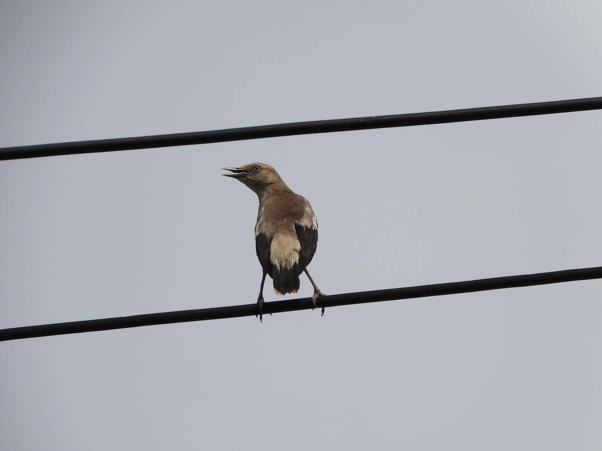 White-shouldered Starling - ML620480018