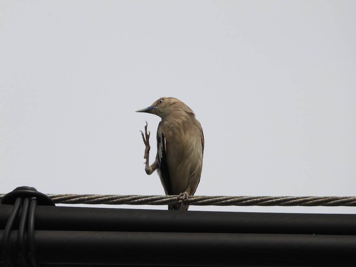 White-shouldered Starling - ML620480020