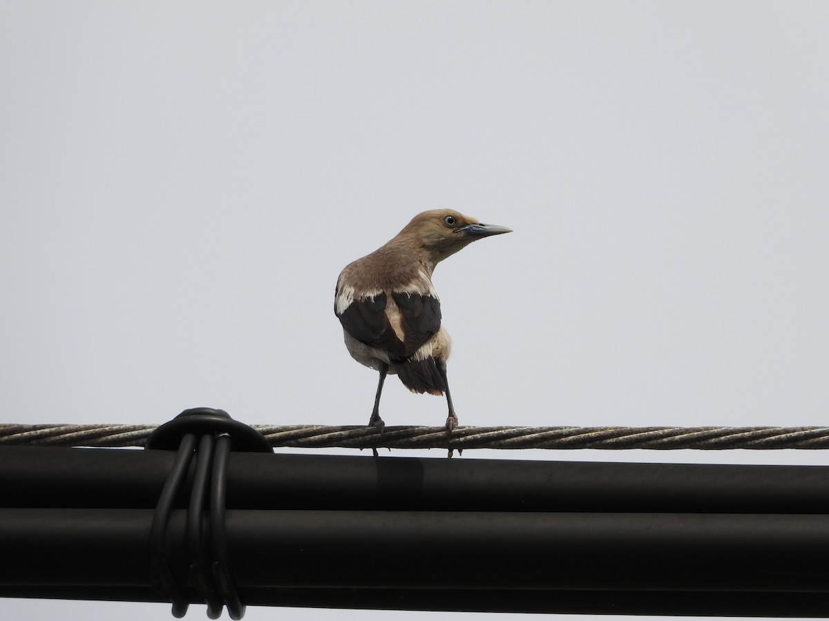 White-shouldered Starling - ML620480021