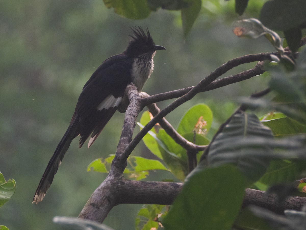 Levaillant's Cuckoo - ML620480027