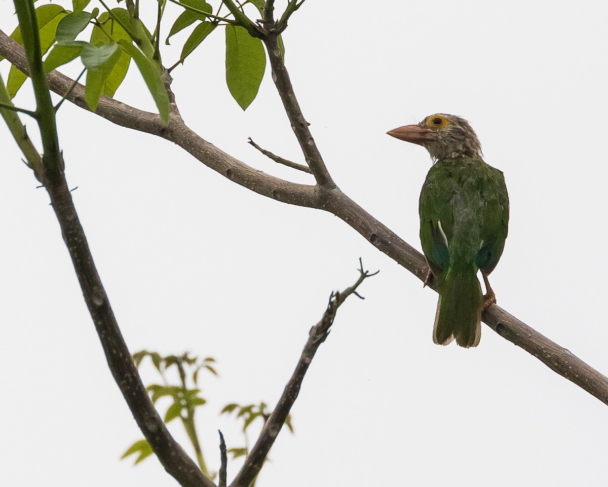 Lineated Barbet - ML620480031