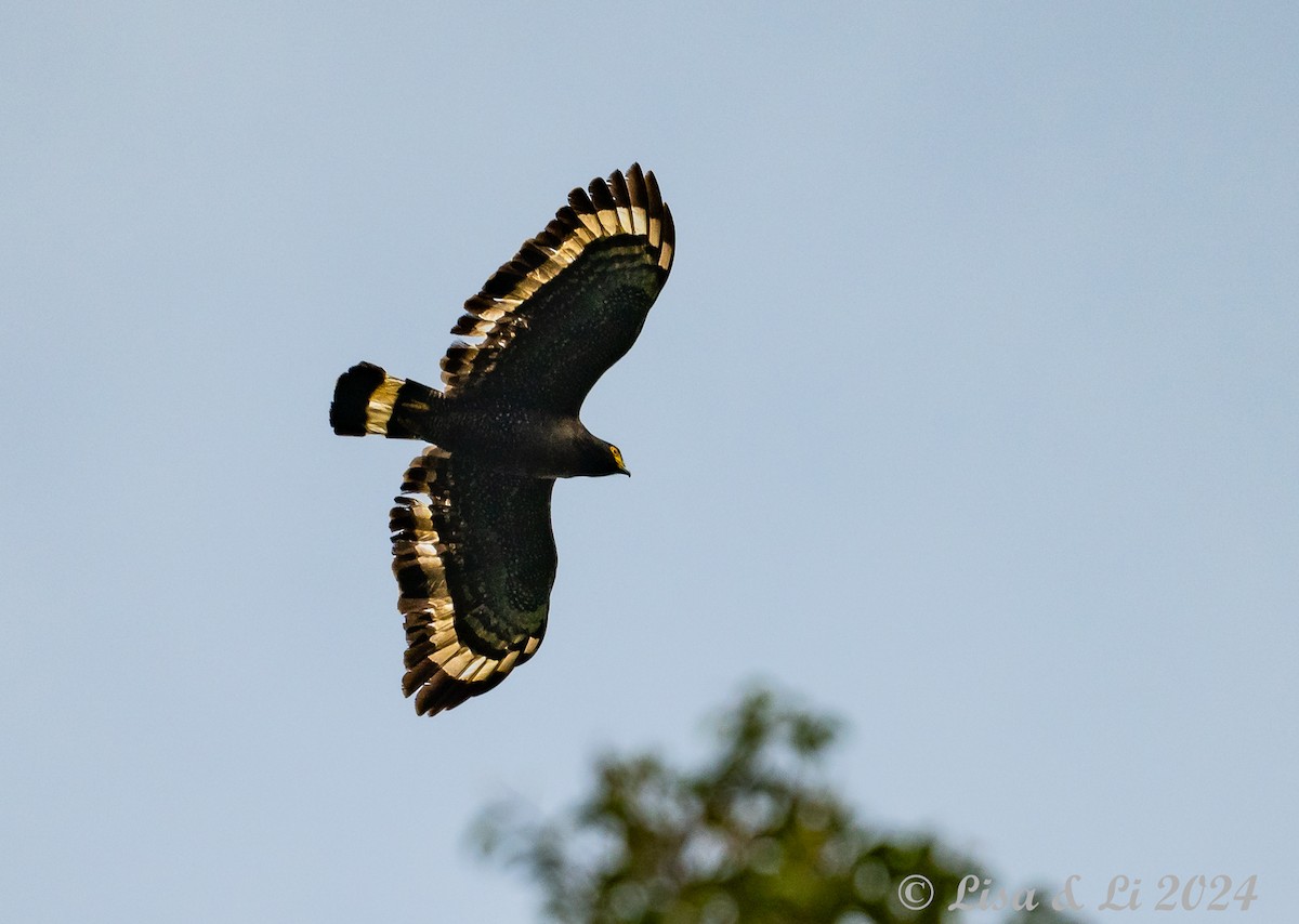 Mountain Serpent-Eagle - ML620480035