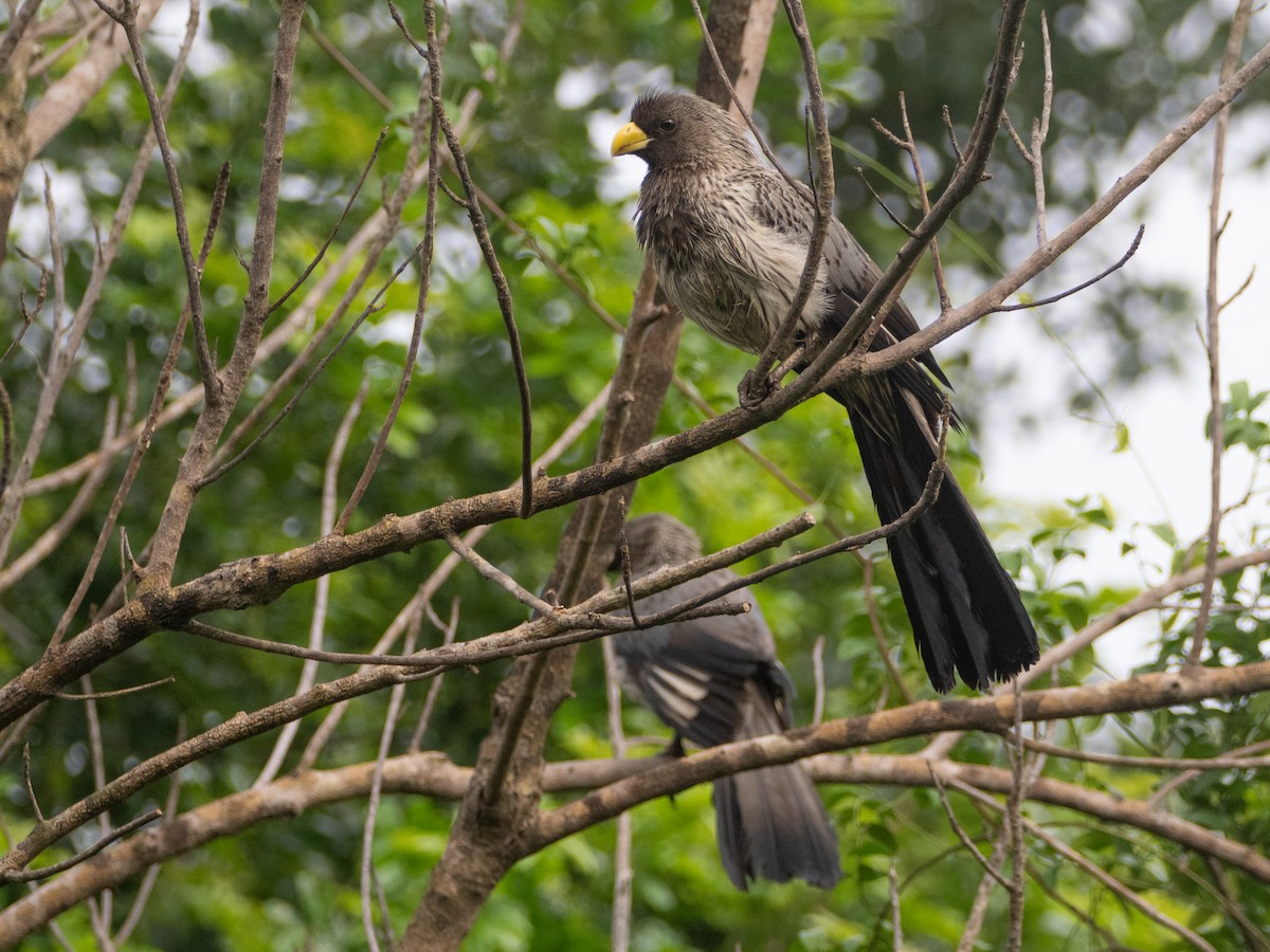 Turaco Gris Occidental - ML620480039