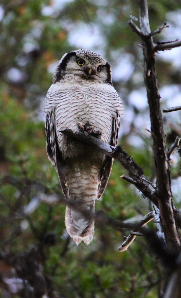 Northern Hawk Owl - Miska Nyul