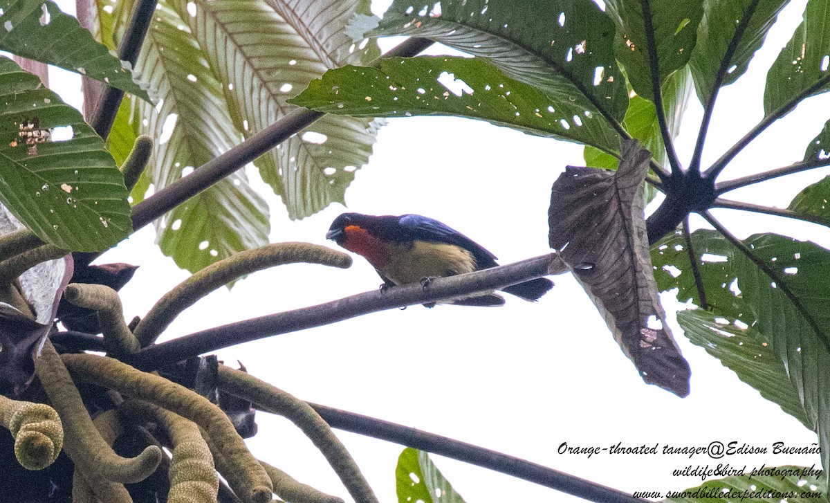 Orange-throated Tanager - ML620480049