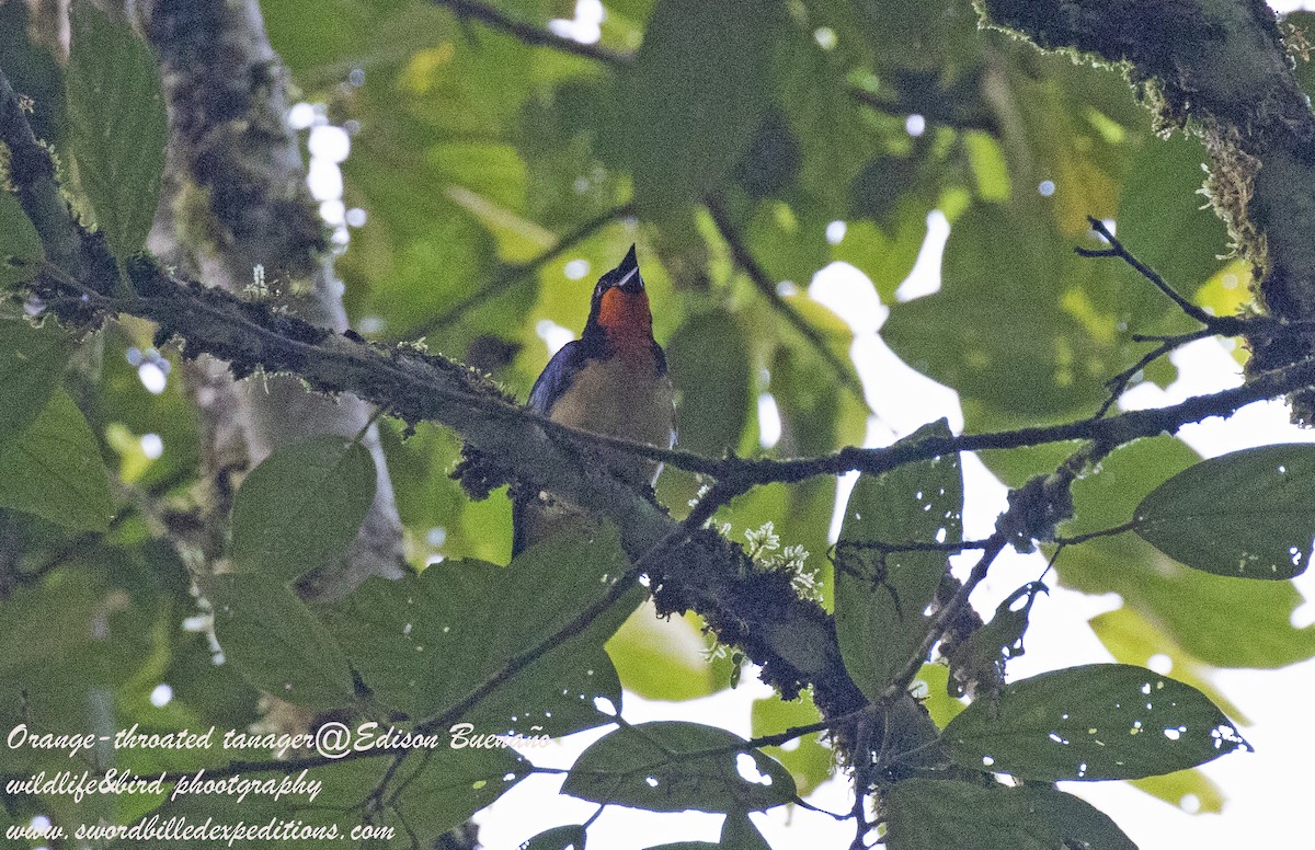 Orange-throated Tanager - Edison Buenano