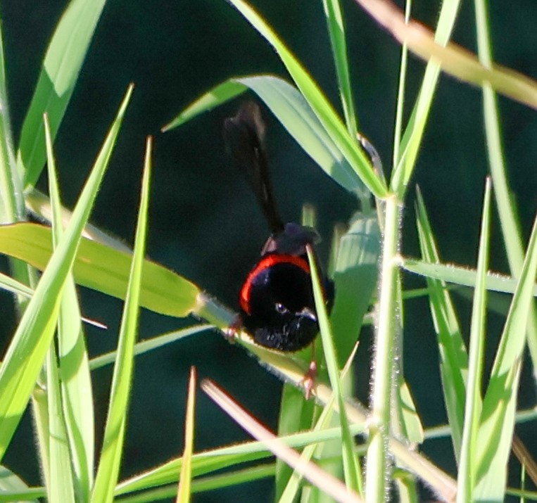 Red-backed Fairywren - ML620480056