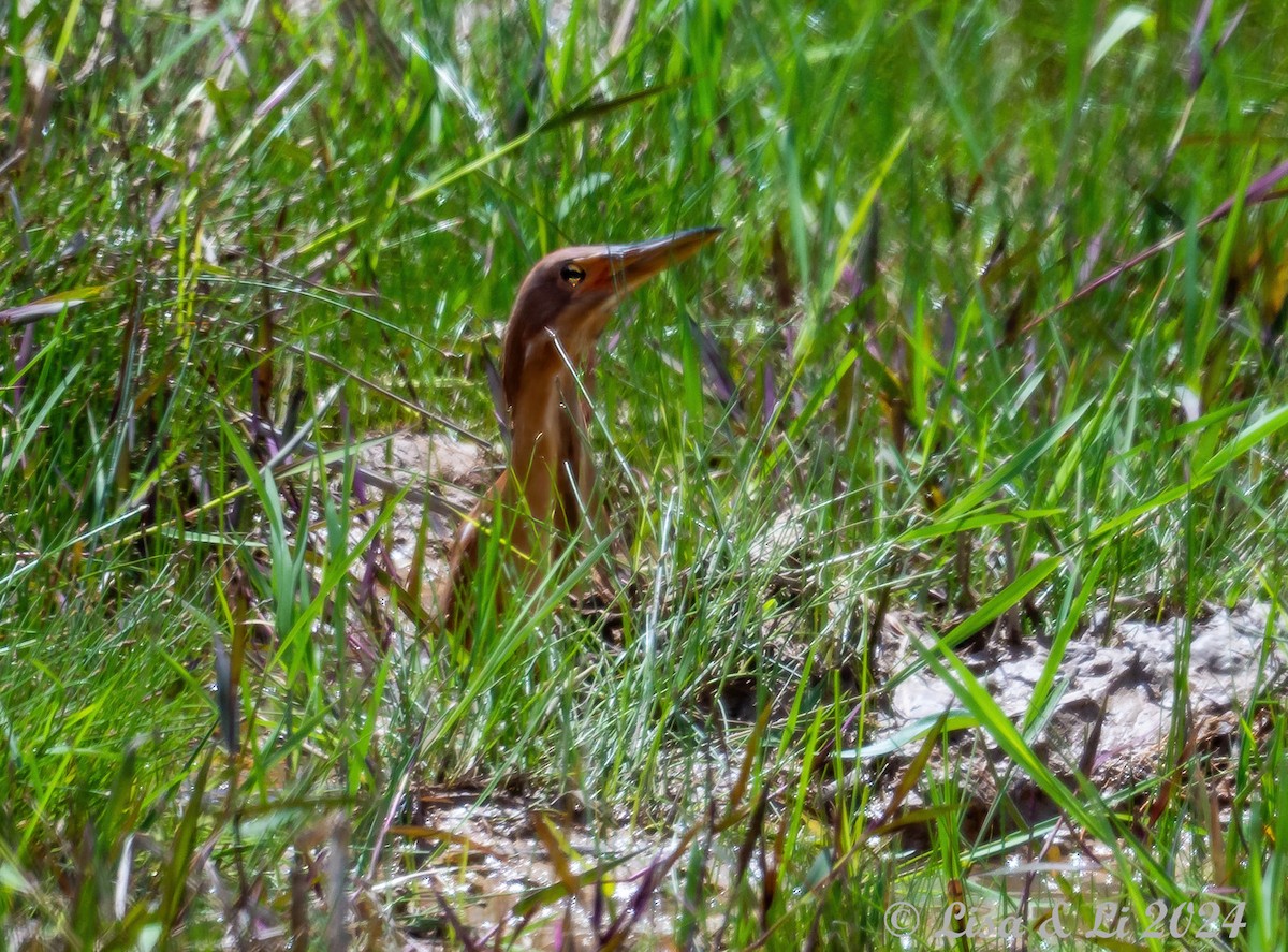 Cinnamon Bittern - ML620480062