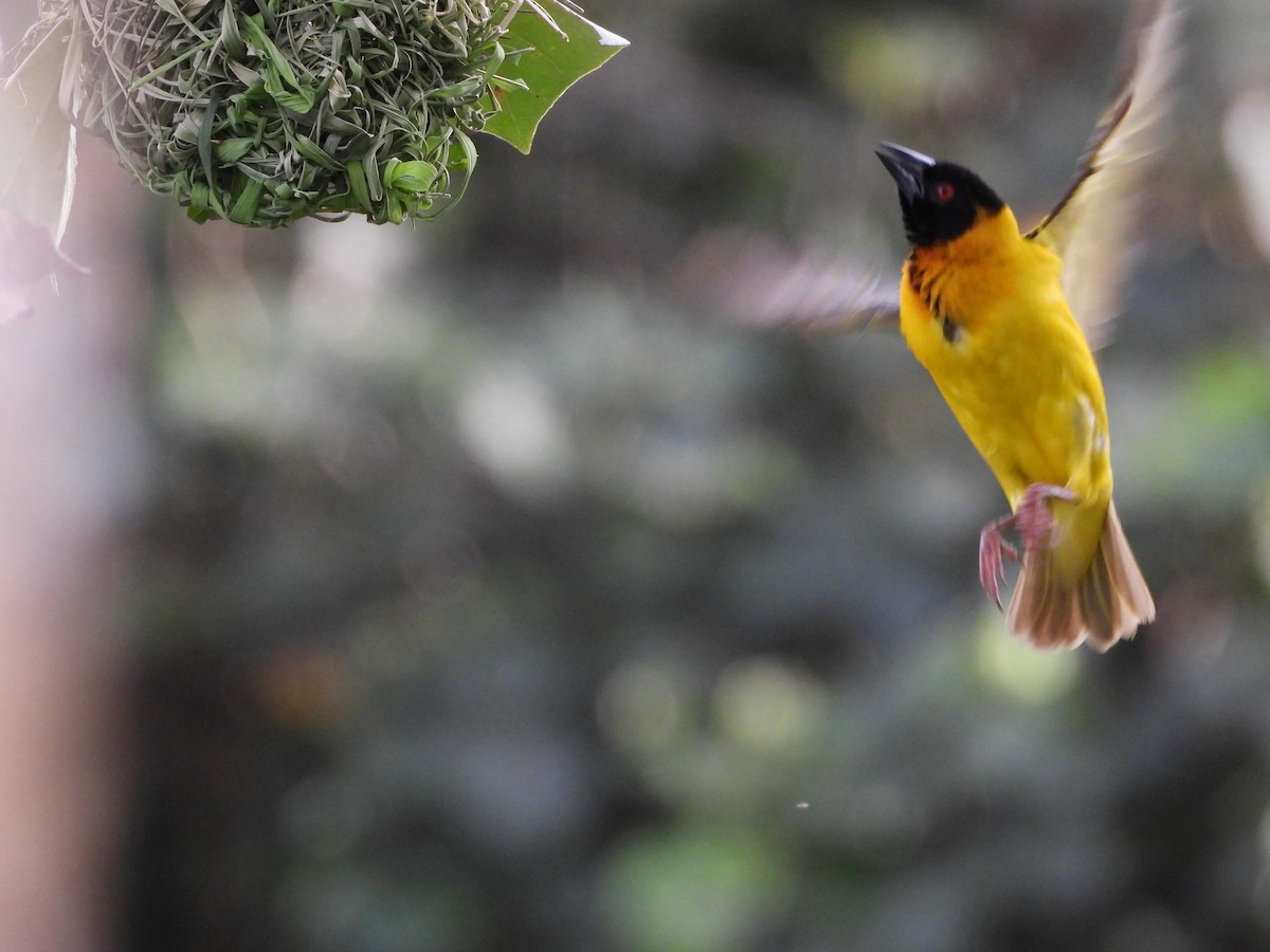 Village Weaver - ML620480064