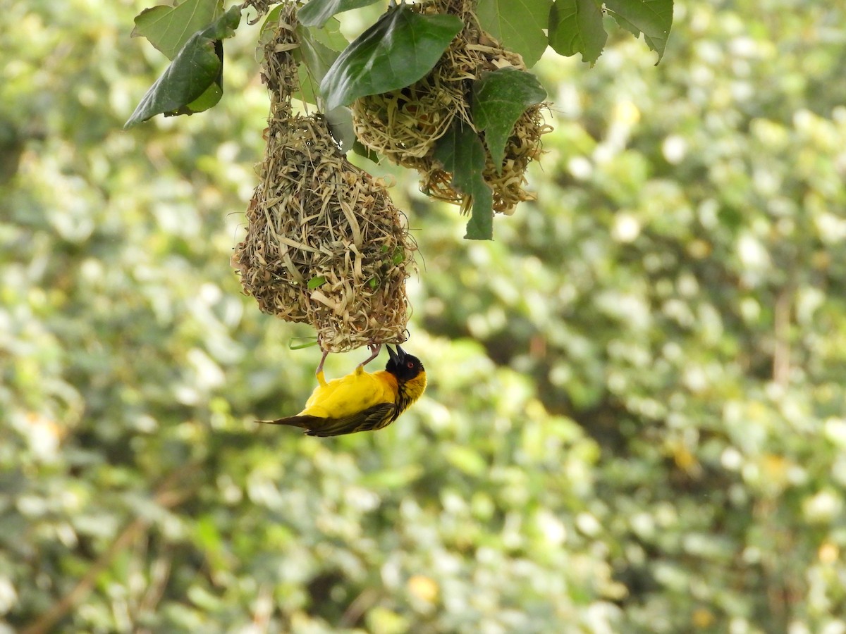 Village Weaver - ML620480070