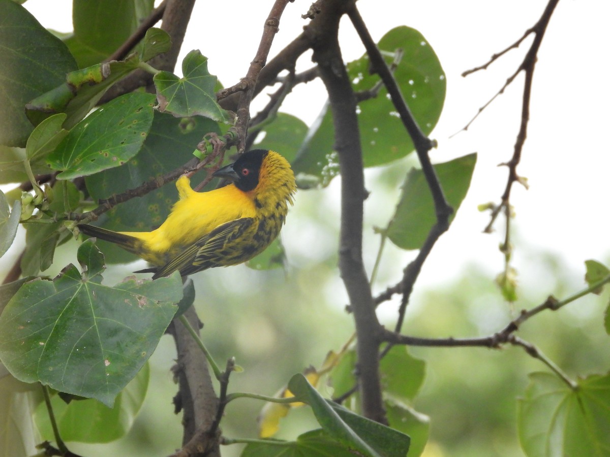 Village Weaver - ML620480072