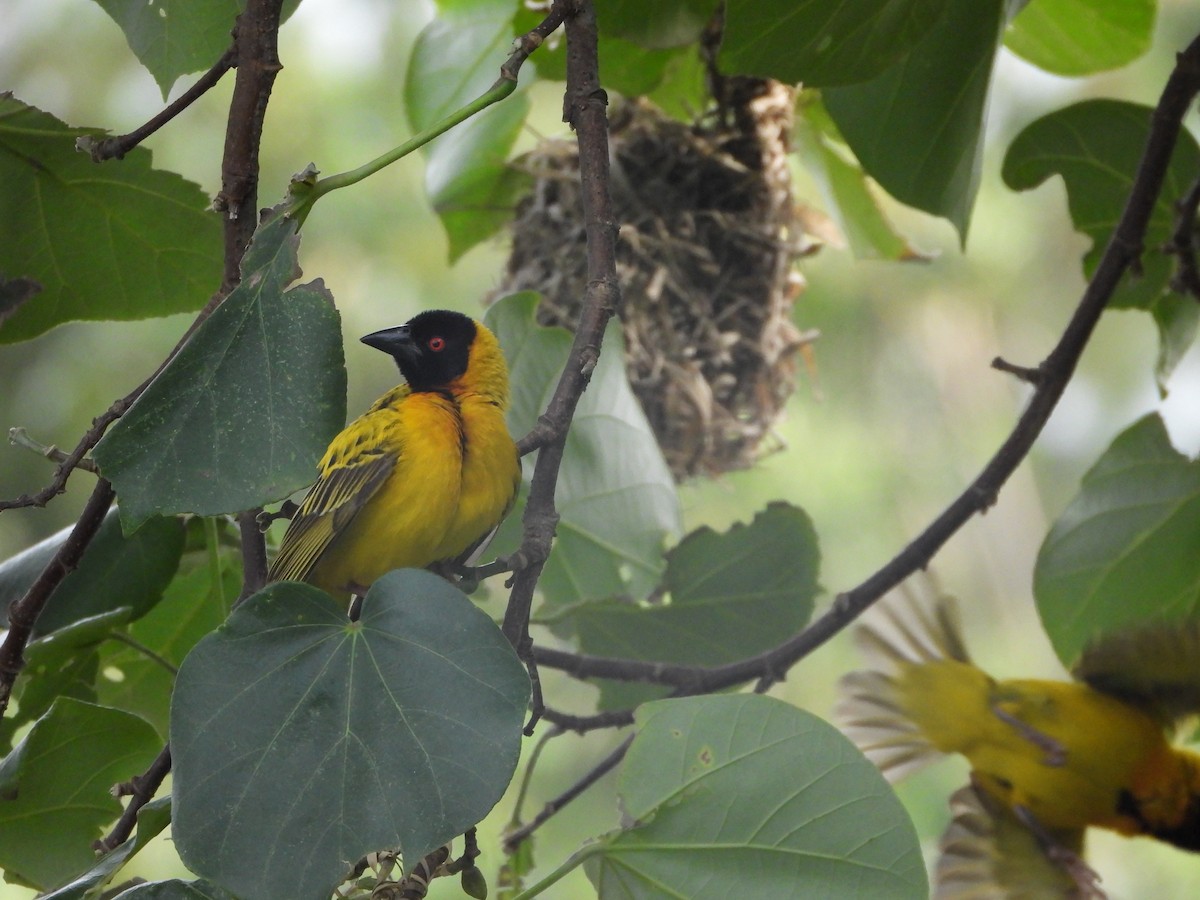 Village Weaver - ML620480073