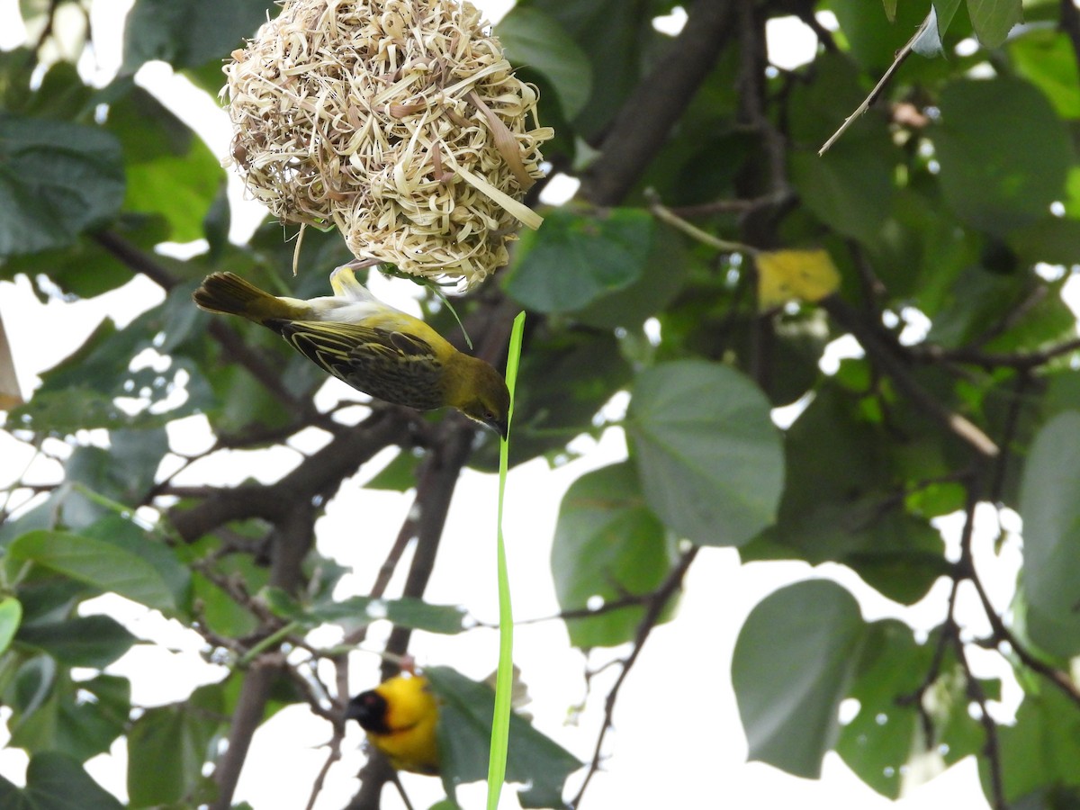 Village Weaver - ML620480074