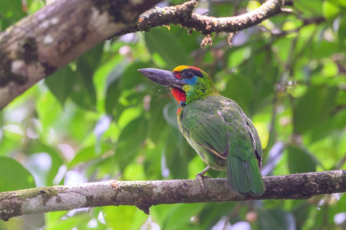 Red-throated Barbet - ML620480075