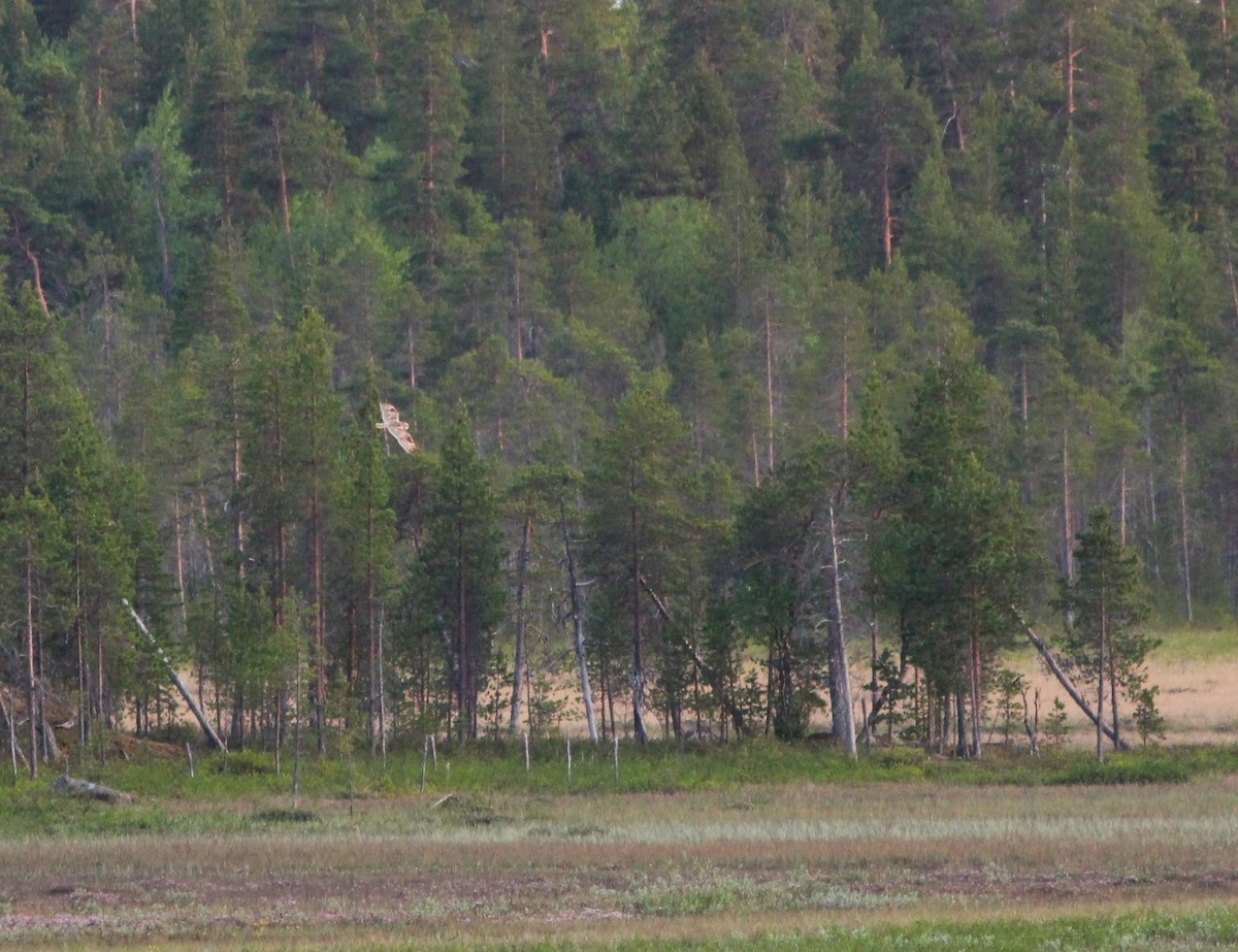 Short-eared Owl - ML620480076