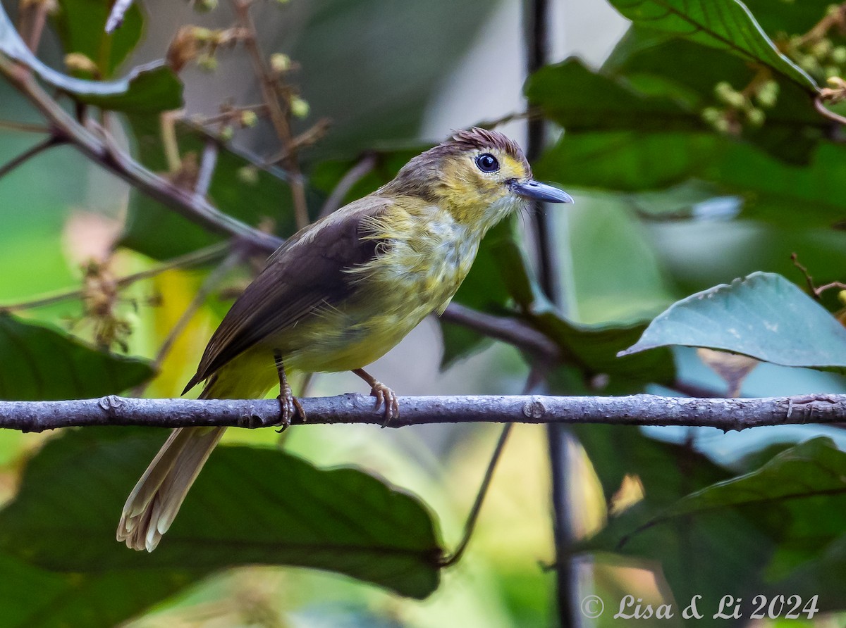 Hairy-backed Bulbul - ML620480077