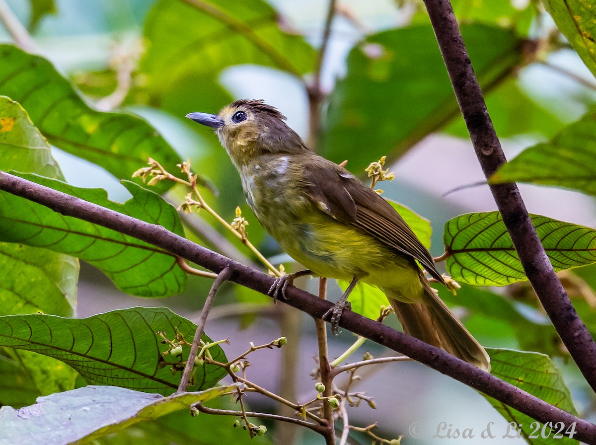 Hairy-backed Bulbul - ML620480078