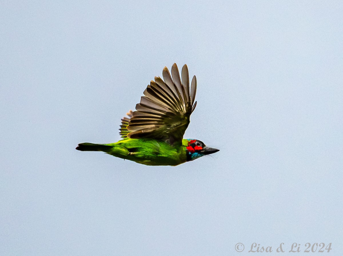 barbet modrohrdlý - ML620480080