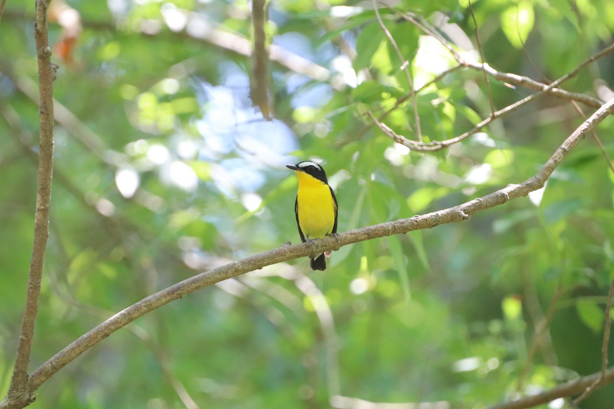 Yellow-rumped Flycatcher - ML620480085