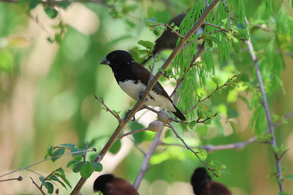 クロシチホウ（nigriceps／woltersi） - ML620480087