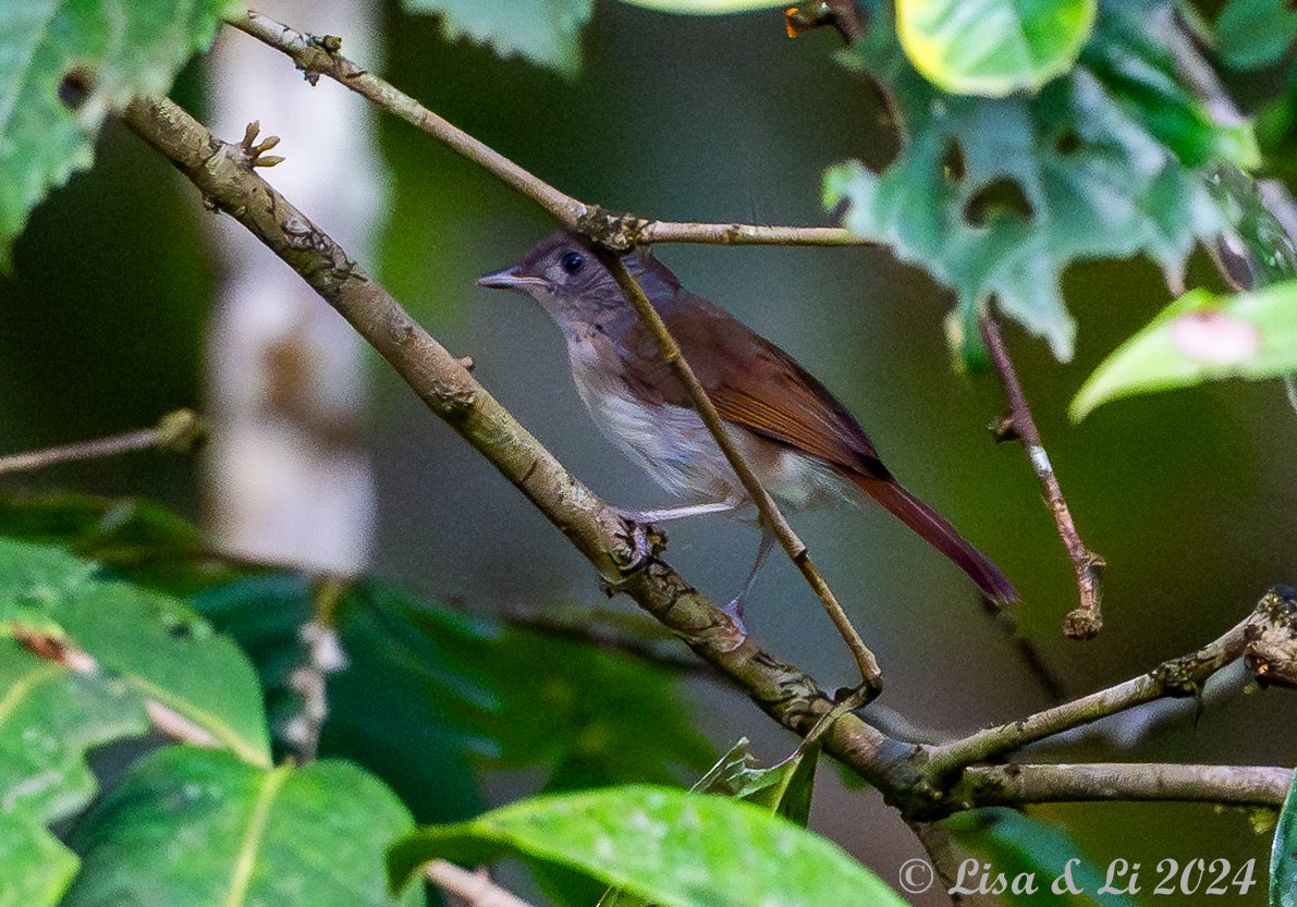 Brown Fulvetta - ML620480090