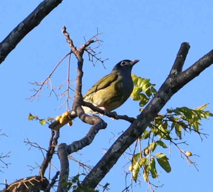 Australasian Figbird - ML620480095