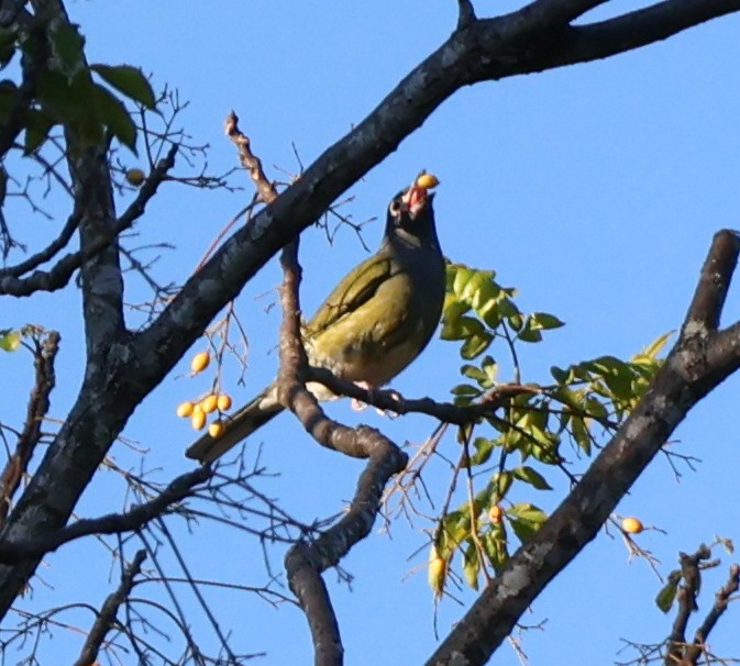 Australasian Figbird - ML620480096