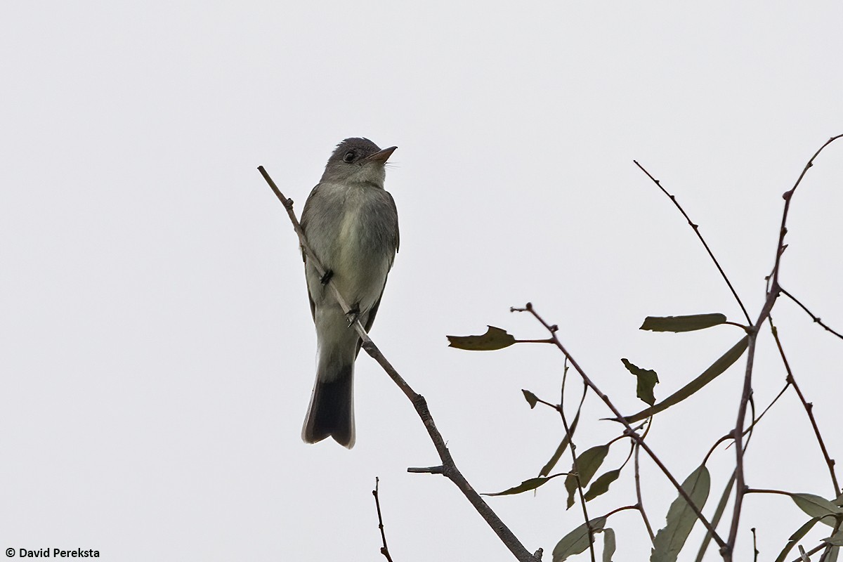 Eastern Wood-Pewee - ML620480098