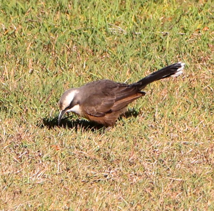 Gray-crowned Babbler - ML620480101