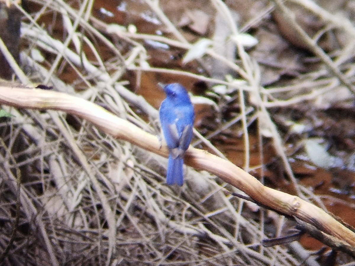 Malaysian Blue Flycatcher - ML620480102