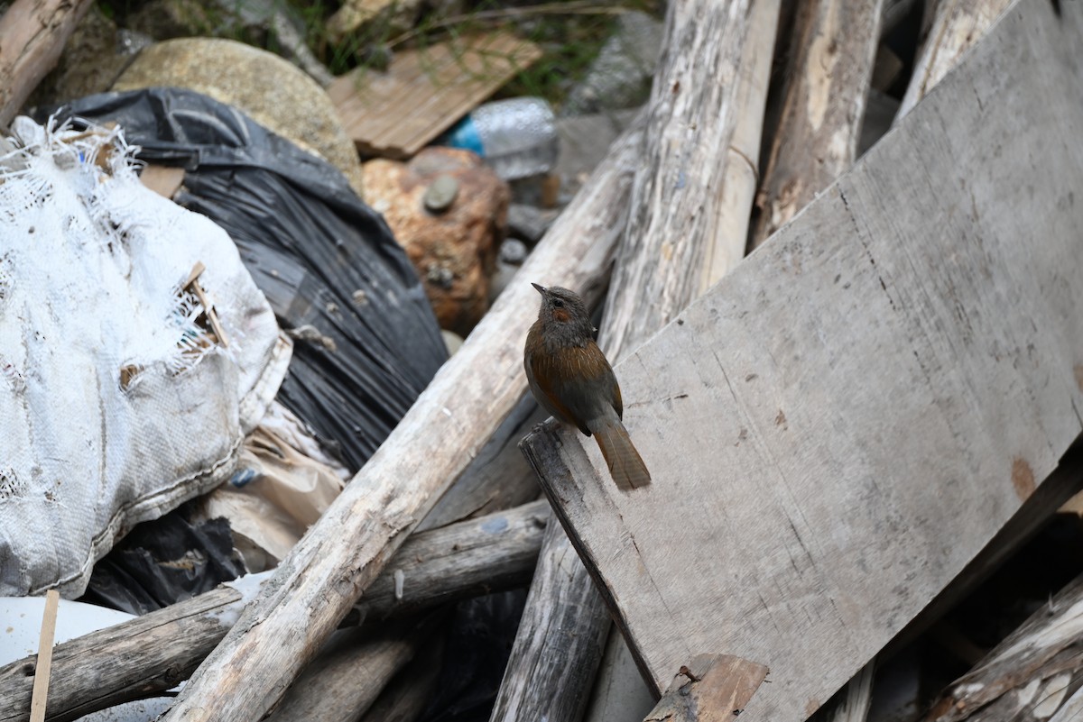 Streaked Laughingthrush - ML620480108