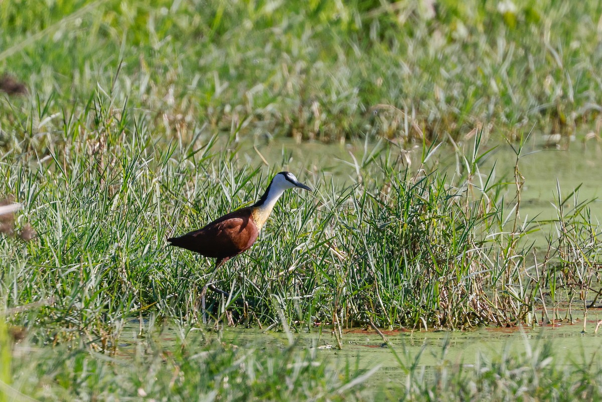 Blaustirn-Blatthühnchen - ML620480112