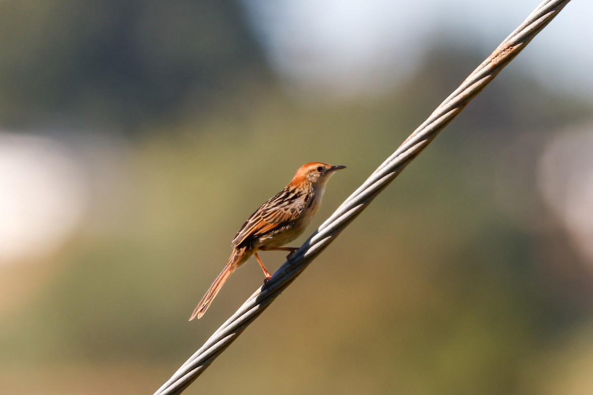 Levaillant's Cisticola - ML620480116