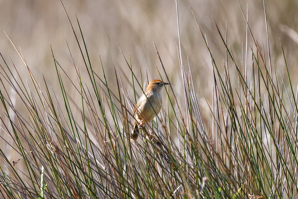 Levaillant's Cisticola - ML620480119