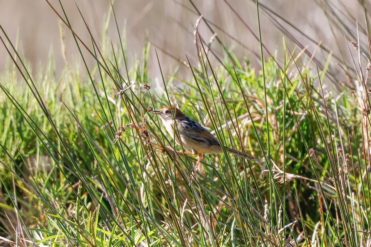 Levaillant's Cisticola - Tommy Pedersen