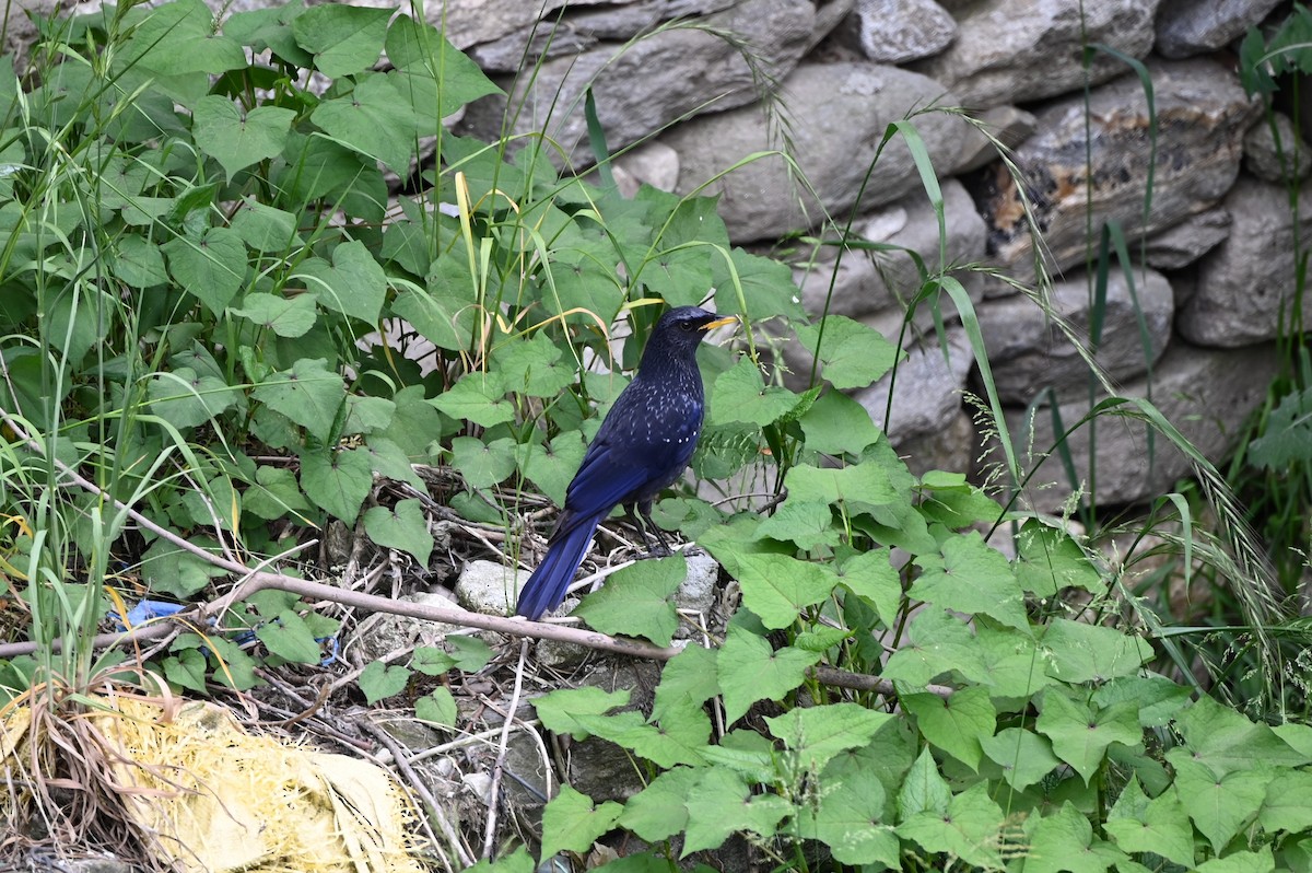 Blue Whistling-Thrush - ML620480128