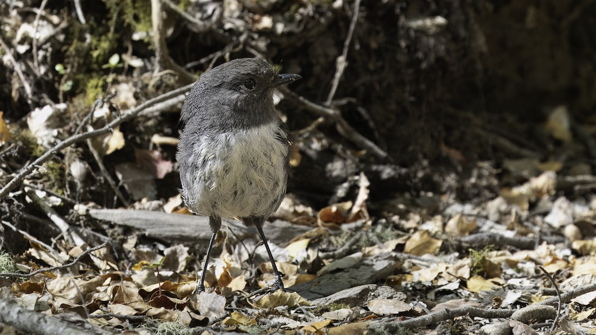 South Island Robin - ML620480136