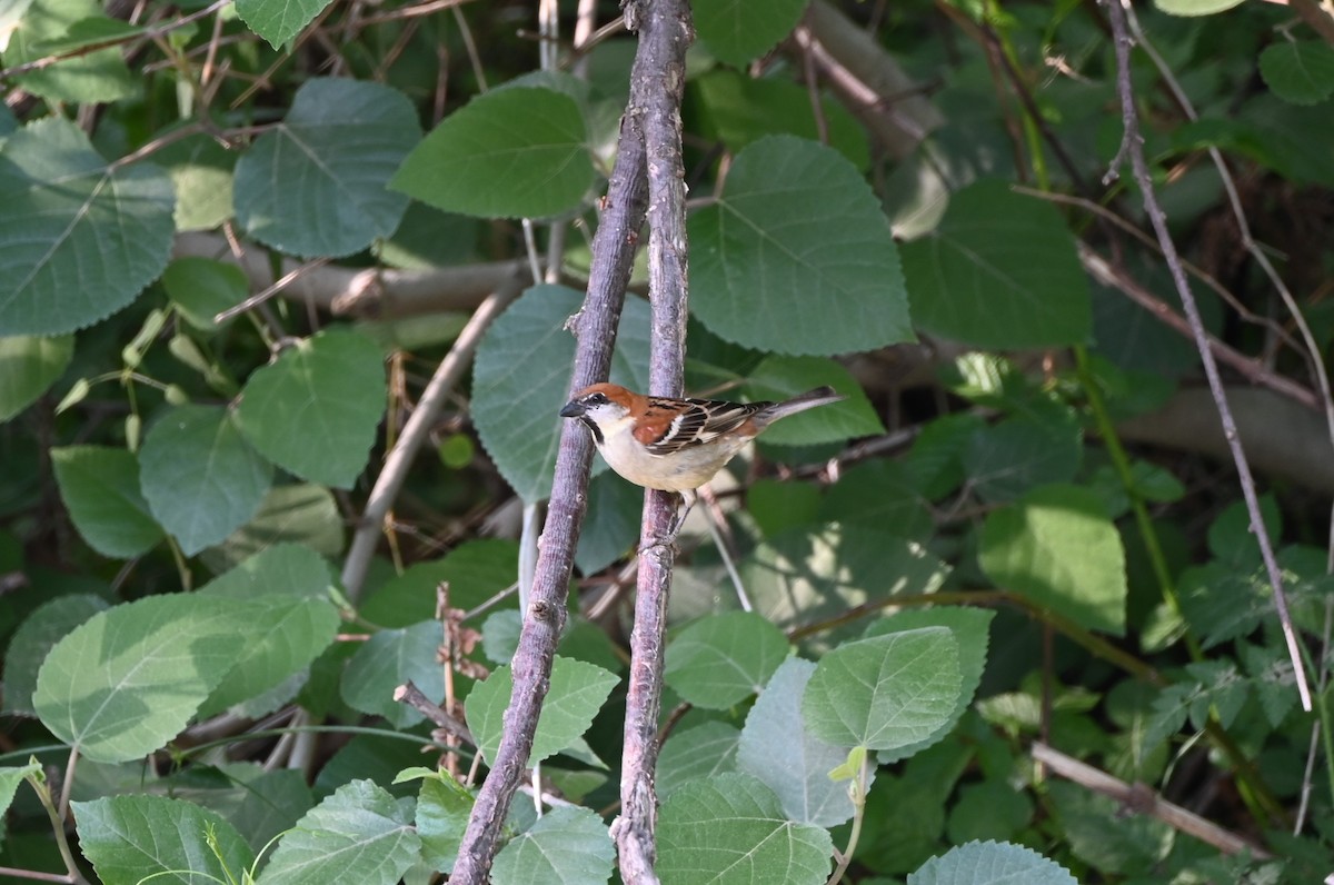 Russet Sparrow - ML620480139