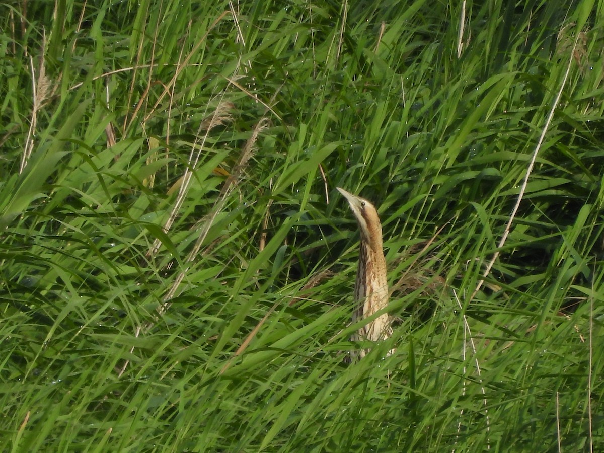 Great Bittern - ML620480141