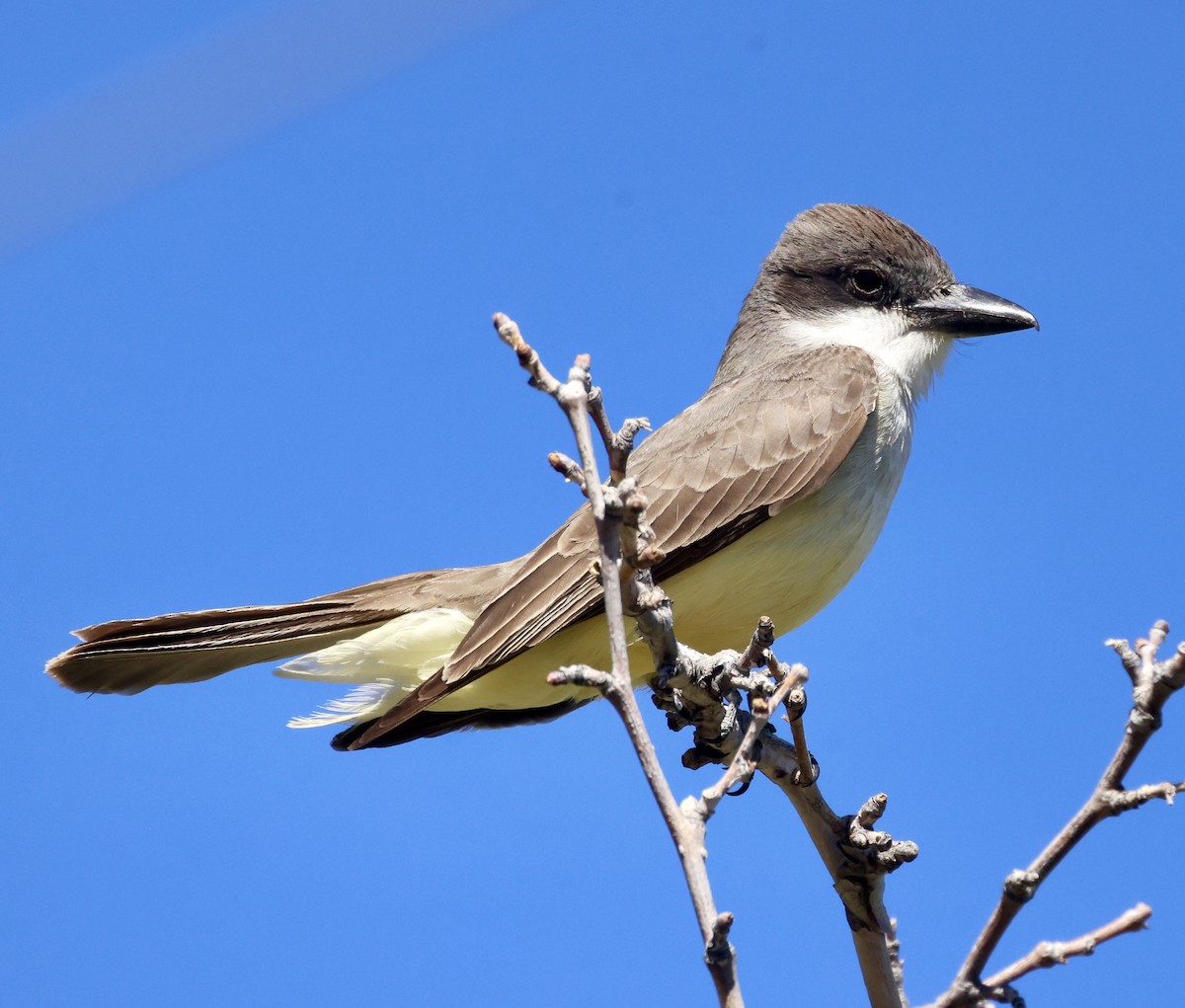 Dickschnabel-Königstyrann - ML620480143