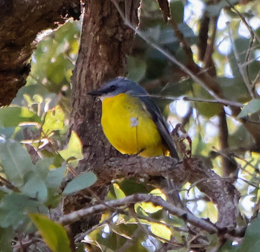 Eastern Yellow Robin - ML620480144