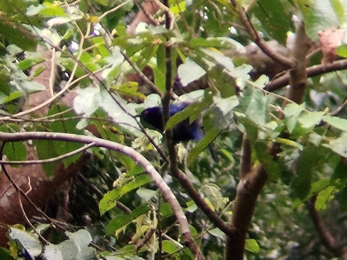 Asian Fairy-bluebird - ML620480145