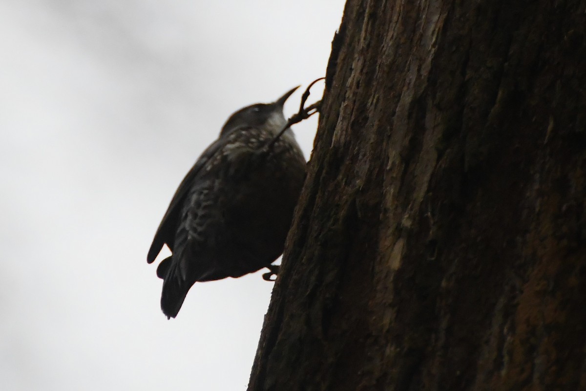 White-throated Treecreeper (White-throated) - ML620480153