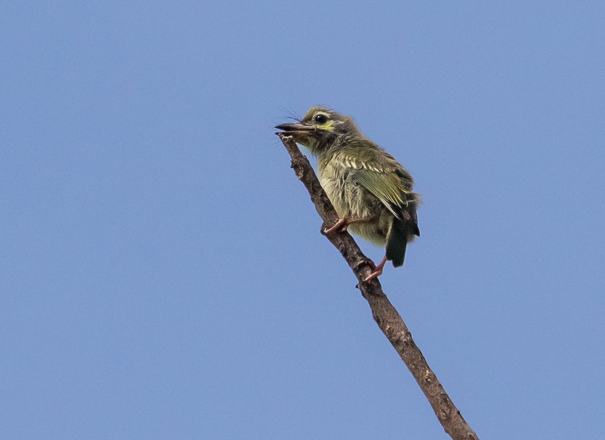 Coppersmith Barbet - ML620480154