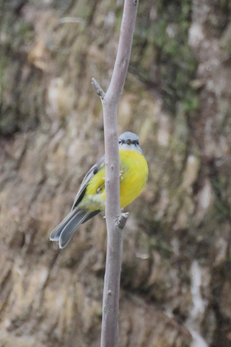 Miro à poitrine jaune - ML620480158