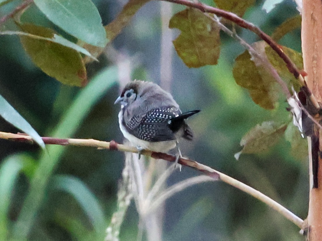 Double-barred Finch - ML620480160