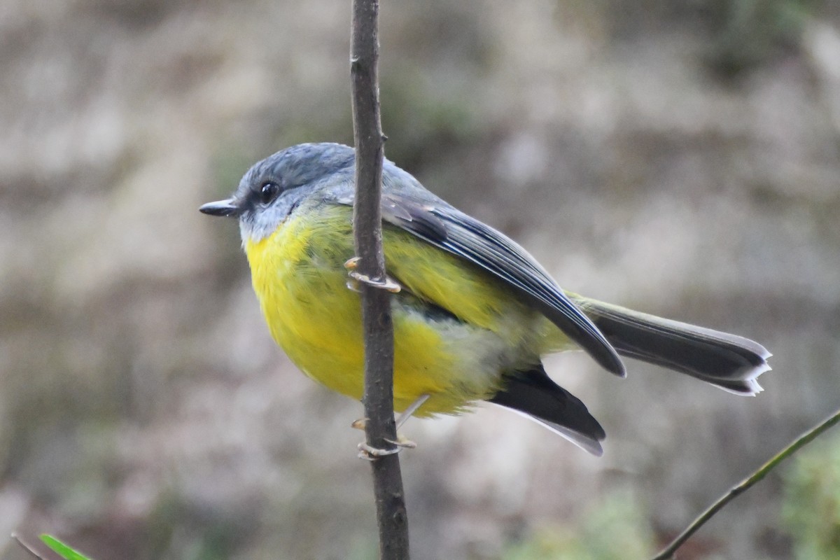 Eastern Yellow Robin - ML620480163