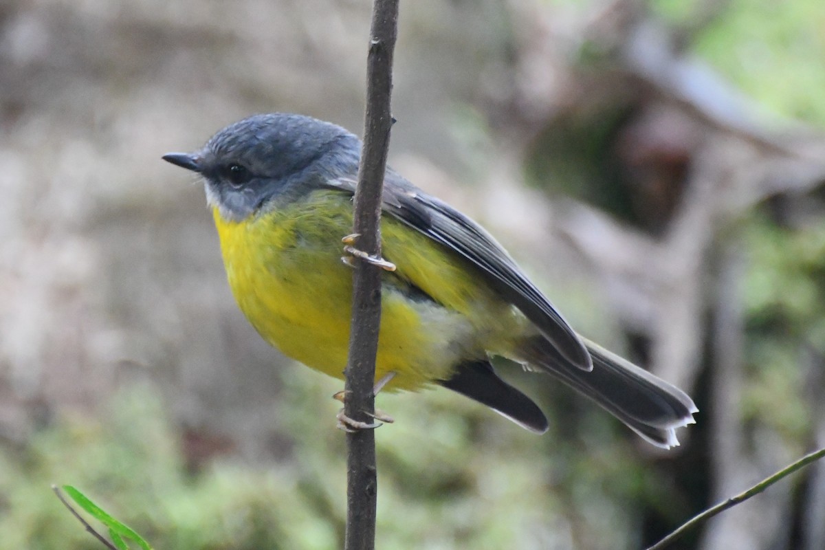 Eastern Yellow Robin - ML620480165