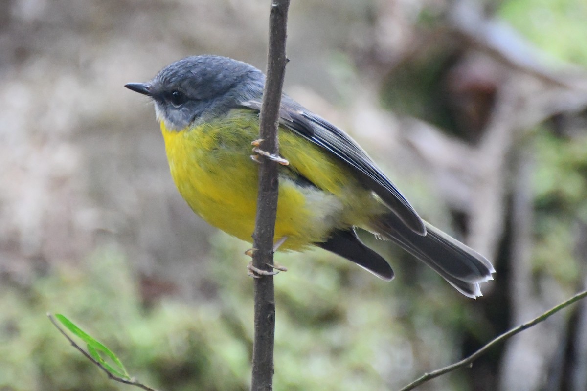 Eastern Yellow Robin - ML620480166