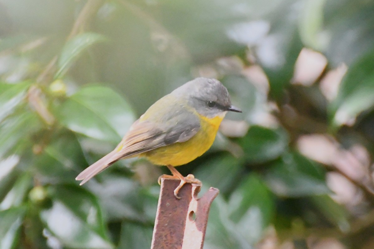 Eastern Yellow Robin - ML620480169